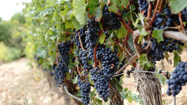 Grapes Harvest Vine — Stock Photo, Image