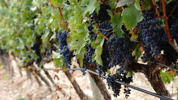 Ripe Grapes Vine — Stock Photo, Image