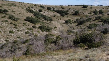 Yarı çöl arazisi ve biraz bitki örtüsü.