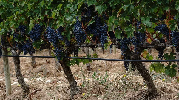 Druiven Wijnstokachtergrond — Stockfoto
