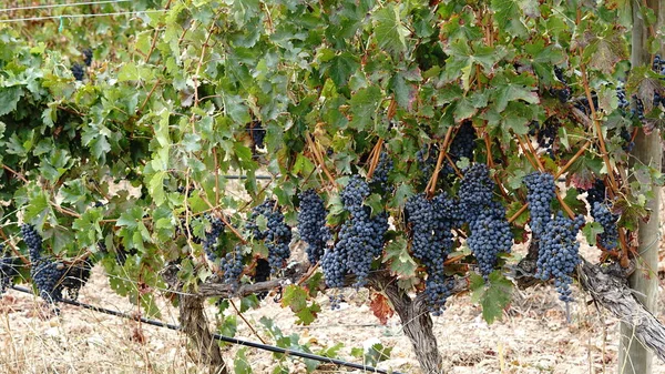 Uvas Vid Preparadas Para Cosecha — Foto de Stock