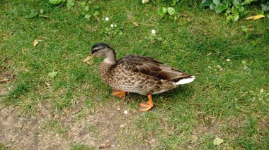 Yeşil çimenlerin üzerinde yürüyüş ördek