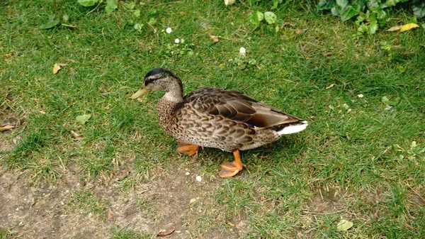 Yeşil çimenlerin üzerinde yürüyüş ördek