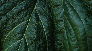 Koyu yeşil damar desenleri yaprağı
