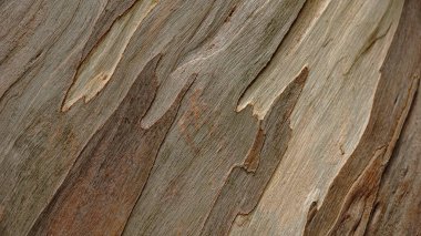 Ağaç kabuğunun katmanlı yüzeyi