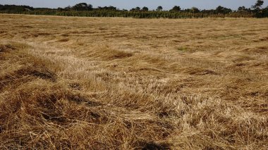 Kesilmiş ve düzleştirilmiş altın saplı kuru buğday tarlasının geniş görüşü berrak gökyüzünün altında.