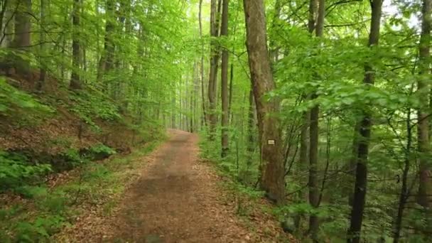 Caminhando em um Caminho na Floresta Verde, Steady Cam Shot. Pov de Caminhante Caminhando na Trilha Através da Floresta — Vídeo de Stock