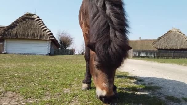 The horse eating grass in an old European Celtic village — Stock Video