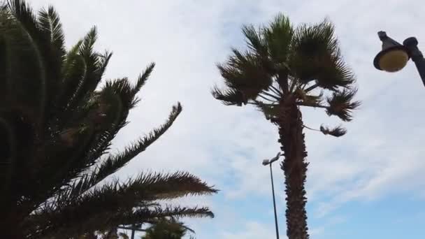 Palmeras balanceándose en el viento. Fila de palmeras verdes con un cielo nublado en el fondo . — Vídeos de Stock