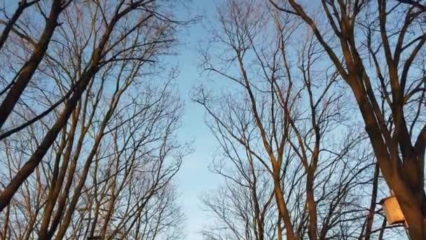 Vista di un albero senza foglie contro un cielo blu. Nudo Vecchi alberi in autunno. — Video Stock