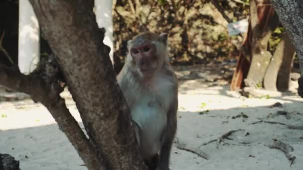 Monkey sitting on tree — Stock Video