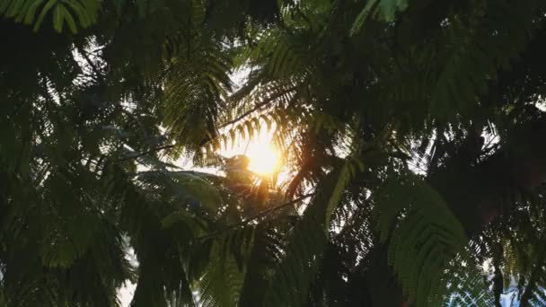 Le soleil brille à travers les branches des arbres — Video