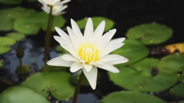 Vacker vit blomma och liljor — Stockvideo
