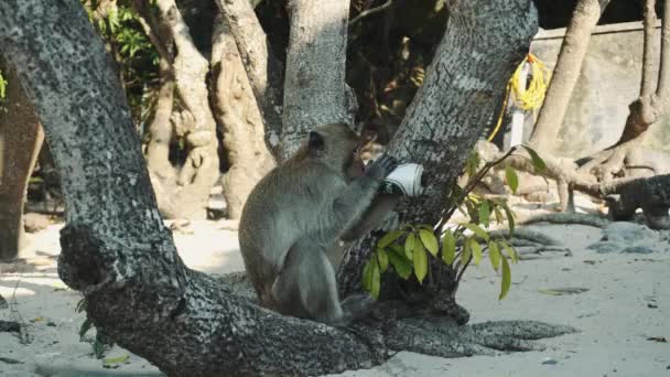 O macaco engraçado a beber cerveja na praia debaixo de uma árvore. Um macaco pegou uma cerveja do nosso grupo e começou a beber na praia. 4K — Vídeo de Stock