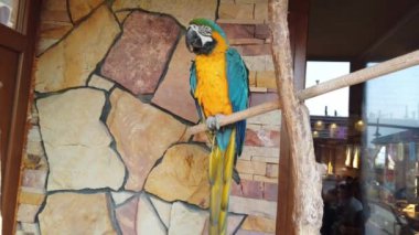 Papağan dalda oturuyor.