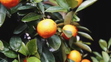 Mandarin ağacı. Vietnam, Asya