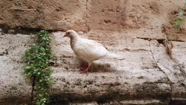 Pájaro en la pared de un antiguo edificio en España . — Vídeos de Stock