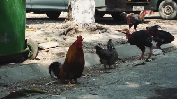 Hühner laufen die Straße hinunter, Asien — Stockvideo