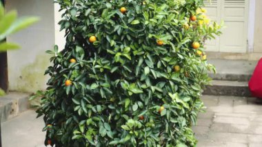 Mandarin ağacı. Vietnam, Asya