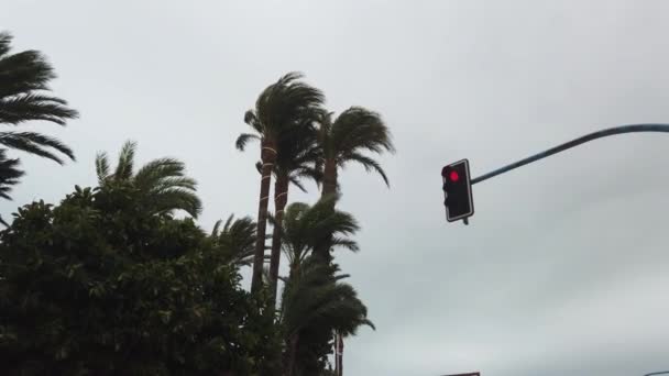Palmy kołyszące się na wietrze. Wiersz zielonych palm z zachmurzonym niebem na tle. — Wideo stockowe