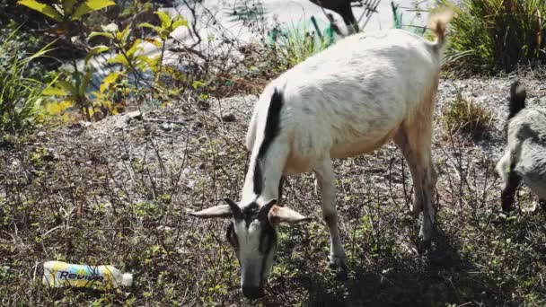 Les chèvres mangent de l'herbe dans une clairière, Asie