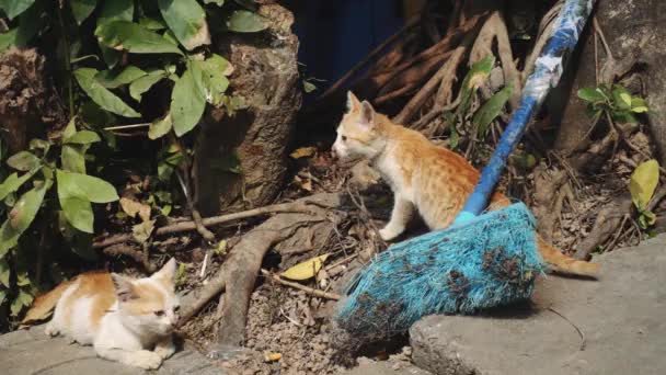 Twee rode katten. — Stockvideo