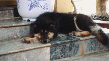 Köpek uyudu. Vietnam Asya