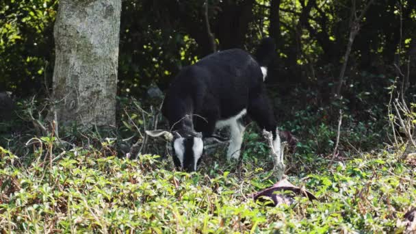 Les chèvres mangent de l'herbe dans une clairière, Asie