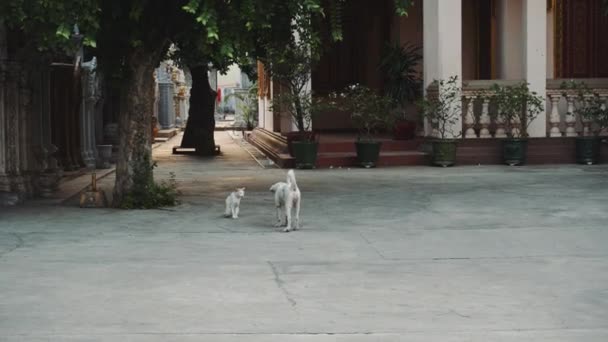 Kat en hond in de tempel van Cambodja — Stockvideo