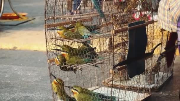 Fåglar i en bur Kambodja — Stockvideo