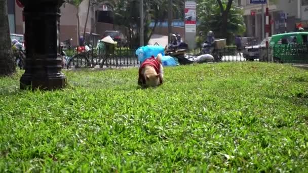 Een hond loopt op het gras in Hanoi — Stockvideo