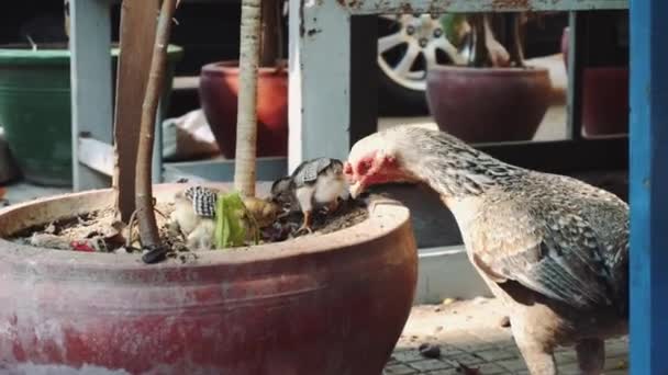 Pollo y pollitos comen granos 4k — Vídeo de stock