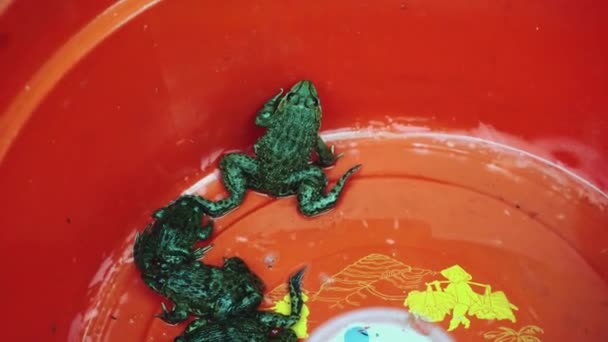 이 개구리는 식용으로 판매 된다. 아시아 — 비디오