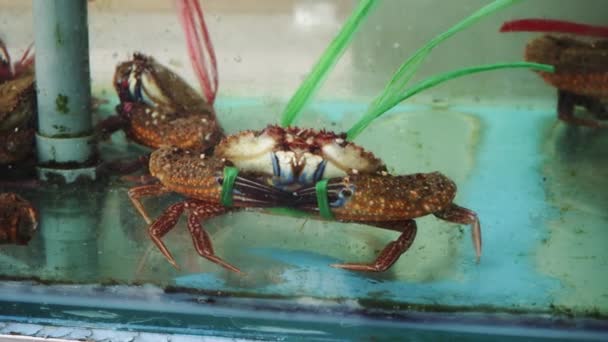 Crab tied up in aquarium — Stock Video