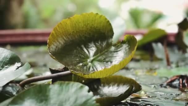 Un lirio de agua en un lago — Vídeo de stock