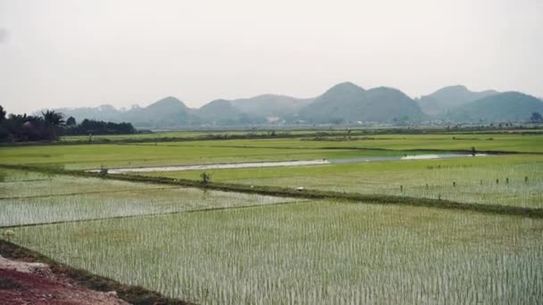 Campo de arroz verde y montañas. Vietnam Asia — Vídeo de stock