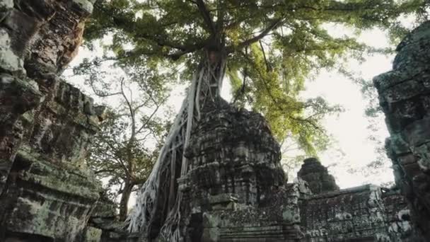 Ангкор Ват Фикус Огуль Древние кхмерские руины 4К — стоковое видео