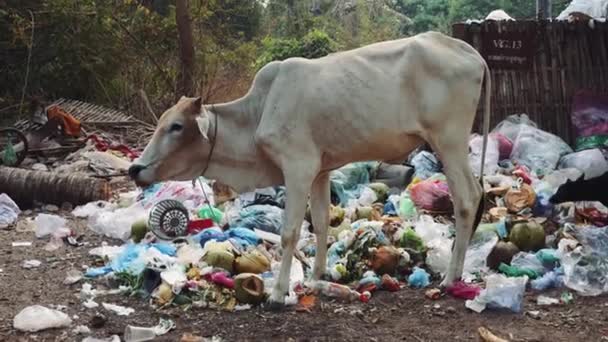 La vaca se alimenta de basura en Angkor Wat Camboya. 4K — Vídeos de Stock