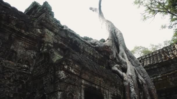 Angkor Wat Ficus Strangulosa Ancião Khmer Ruínas 4K — Vídeo de Stock