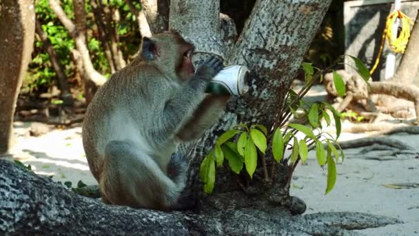 O macaco engraçado a beber cerveja na praia debaixo de uma árvore. Um macaco pegou uma cerveja do nosso grupo e começou a beber na praia. 4K — Vídeo de Stock