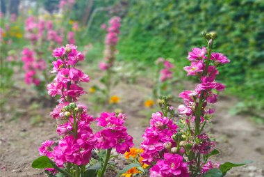 Bahçede arka planı bulanık güzel pembe bir çiçek.