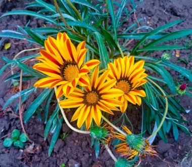 Üç güzel ve colofull sarı çiçek üst manzarada.