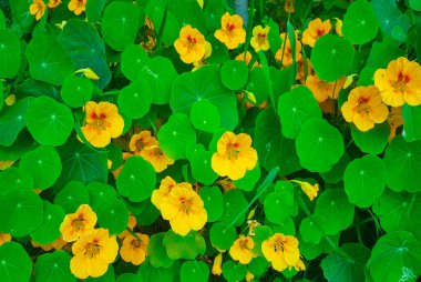 Büyük yuvarlak yapraklı güzel ve renkli sarı çiçekler.