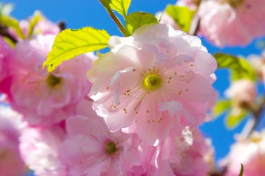 Güzel çiçek açan Louisania 'nın yakın çekimi