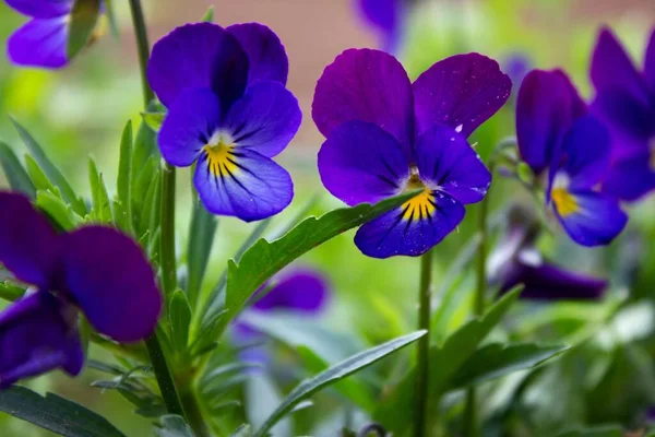 Närbild Violetta Penséer — Stockfoto