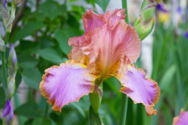 Güzel ve sıra dışı pembe göz.