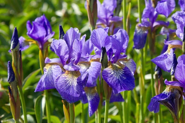 Mini Iris Violeta Jardín —  Fotos de Stock