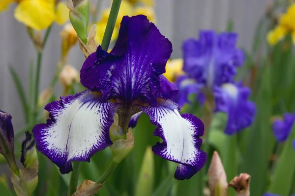 Violett Vit Iris Och Andra Iris Rabatten — Stockfoto