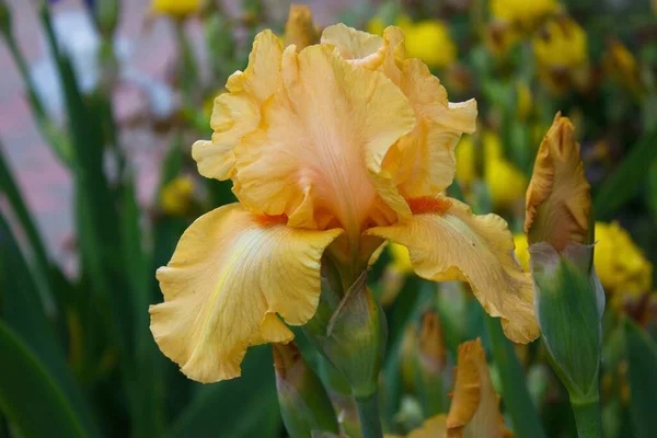 Çiçek Tarhında Güzel Sarı Süsen Çiçeği — Stok fotoğraf