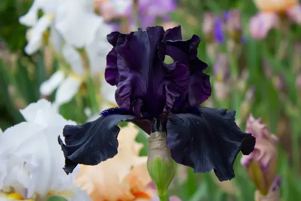 Çiçek Tarhında Güzel Mürekkep Zambakları — Stok fotoğraf